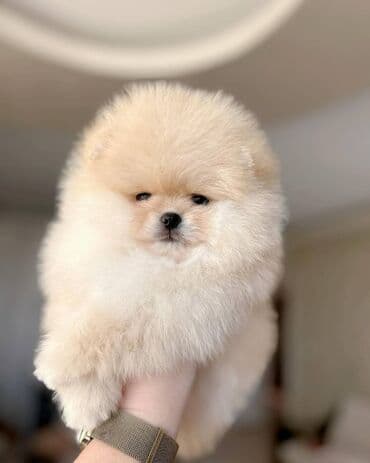 balaca it adlari: Şpitz — 2