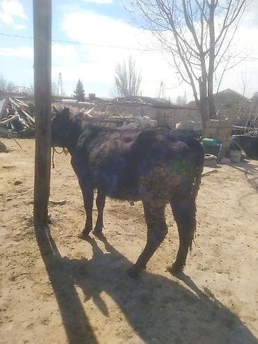 dana buzov: Dana, buzov — 5