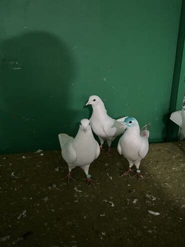 сколько стоят собаки: Temz heyvanlardi ucuwdarda var — 2