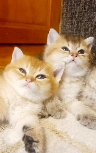 pisik ucun bit dermani: Britan, Erkək, Dişi, Yaxşı əllərə, Ünvandan götürmə — 1