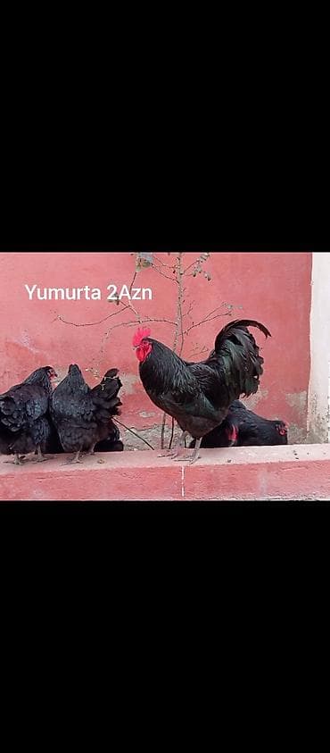 K/t heyvanları və malları: Toyuq, Australorp, Damazlıq — 9