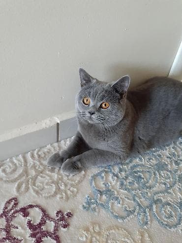 Britan, Erkək, Yaxşı əllərə, Ödənişli çatdırılma