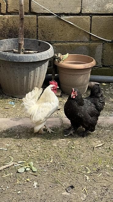 koxin toyuqları: Toyuq, Damazlıq — 1