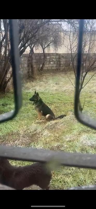 Pişiklər: Alman çoban iti, 5 ay, Dişi — 2