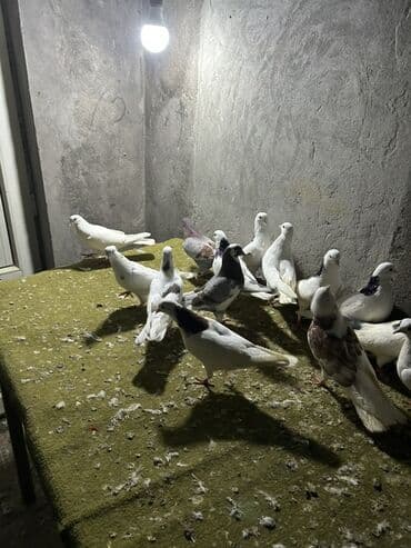 drakon goyərcin: Kom 12 manatdan tek tek ferqldi — 2