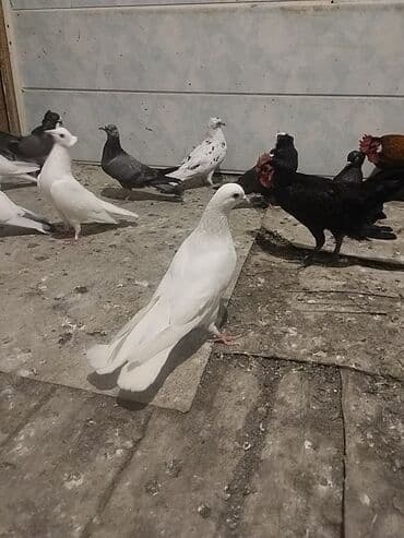 ebabil quşu: Ağ Erkey 16 quyruq tam sağlam quşdu — 1