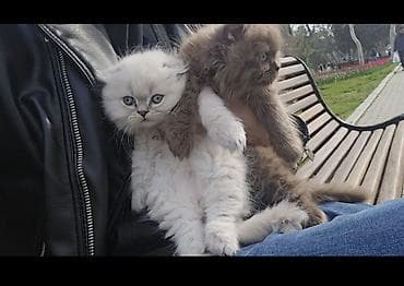 pişik aliram: Şotland uzun tüklü, Erkək, Yaxşı əllərə, Pulsuz çatdırılma — 6