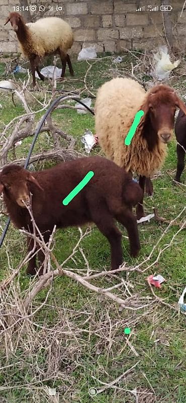 keci balası: Satılır – xırdabuynuzlu heyvanlar sürüsü - Növ: qoyun və keçi - — 2