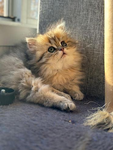 Qızıl şinşilla lalafo.az -da Qızıl şinşilla