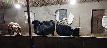 boğazdı: 9 aylıq bogaz mallardır. Ətraflı məlumat üçün zəng edin — 2