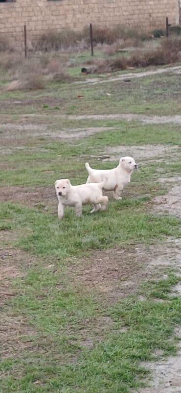 it zəncir: Alabay, 2 ay, Dişi, Peyvəndli, Ödənişli çatdırılma — 7