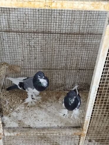 Gəmiricilər: Məhsul: Bəzək göyərçinləri – tüklü ayaqlı, boğazında “qalstuk/saqqal” — 7