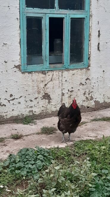 cins ineklerin satisi: Avstrolorp blue 3.5 yaş . damazlıq üçün əla xoruzdu.qan dəyişimi üçün — 6