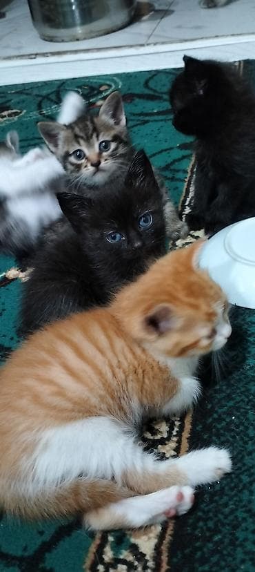 pişik sumkası: Tabbi, Yaxşı əllərə — 3