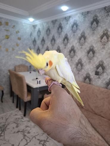 satdig quslar: Salam. sari sirin karella balasi satilir. oz qusumun balasidi — 1