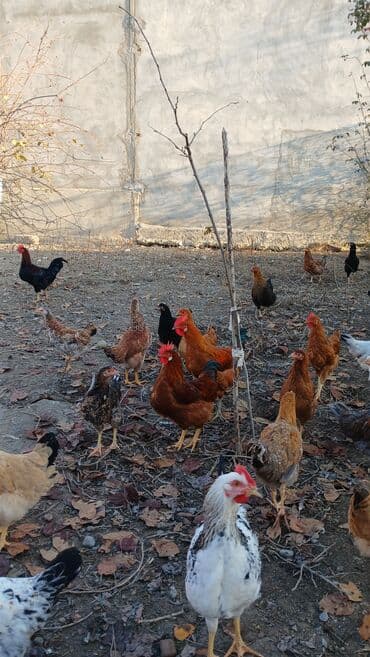 İtlər: Toyuqlar və xoruzlar satılır. Şəkillərdə iri və orta çəkili toyuq və — 8