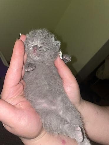 pişik aliram: Britan — 3