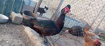 Qazlar: Erkək, Damazlıq — 3