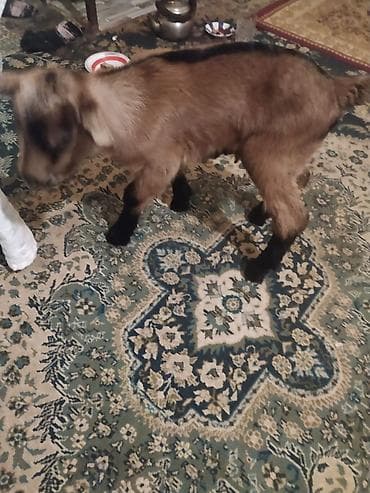 ari satilir: Salam alpin oberhas çəpişi satılır iki günlükdur çəpiş saray dadır - — 2