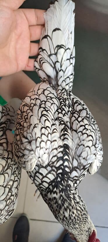 cins inekler: Toyuq, Damazlıq — 5