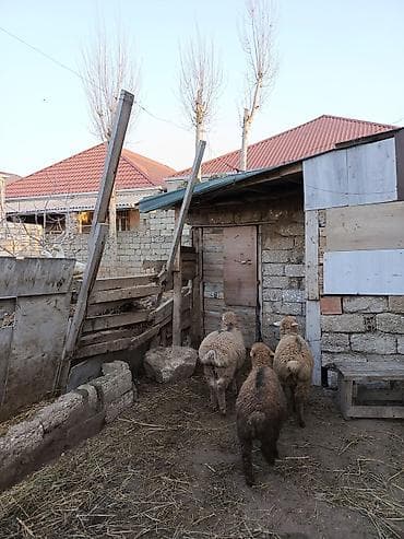 K/t heyvanları üçün mallar: Erkək quzular satılır qurbanlığa yarayir erkekdi 6, 7, 8 ayliqdilar — 1