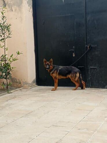 golden itlerin qiymeti: Alman çoban iti, 1 il, Dişi, Peyvəndli, Ödənişli çatdırılma — 3