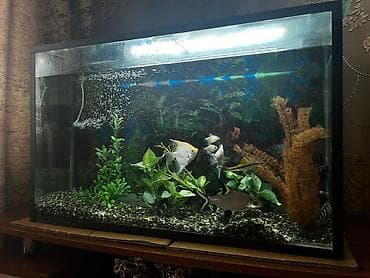 cuce satisi: Dördbucaq akvarium, Balıqlarla birlikdə, 120 l, Ünvandan götürmə — 1