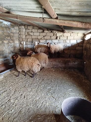hind qusu satisi: 1 Qoç, 2 Qoyun. 1 Dişi şişək, 1 ci qarına bogazdi. 70, 80 kiloluq — 4