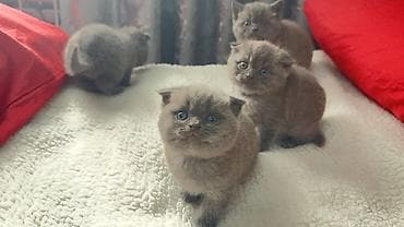 scottish: Şotland yastı qulaq, Erkək, Dişi — 1