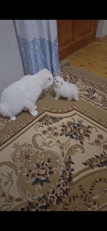 сиамская вислоухая кошка цена: Шотландская, Самец, Для вязки, Платная доставка — 8