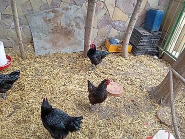 Куры: Курица, Для яиц — 6