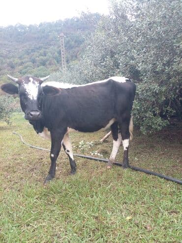 ineklerin satisi: Salam. Allah satanada xeyir versin Alanada. 1il 5 aylığdır. Evdə — 1