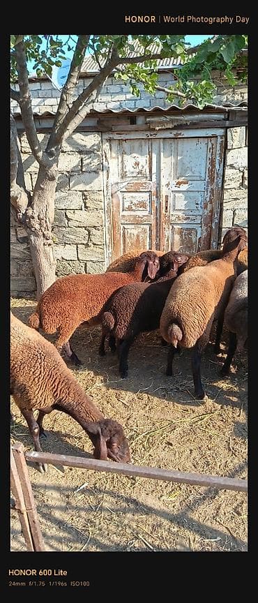Quzu: Salam. 11 baş qoyun satılır biri qoç yeddisi dişi üçü quzu dişilərdən — 6