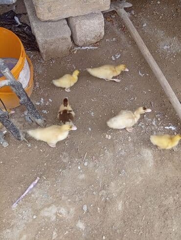 ordek balasi nece gune cixir: Cücələr – ördək balaları - Şəkildə bir neçə ördək balası görünür — 1