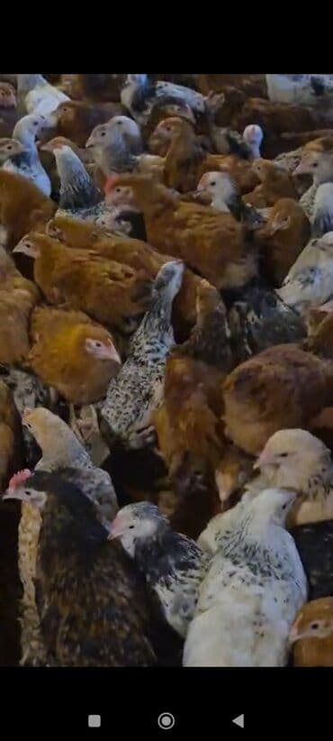 Daewoo: Куриные цыплята, Для мяса — 4