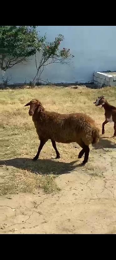 Qoyunlar, qoçlar: Qarın doğub şişək satılır istəyən olsa yazsın videosunu atım baxın — 2