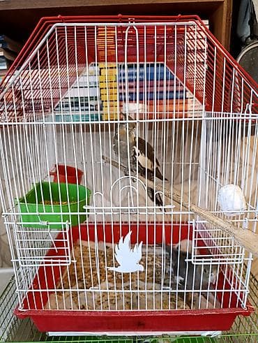 taxta qefesler: Nimfa (Cockatiel) papağanı və qəfəs dəsti - Növ: Nimfa (cockatiel) – — 1