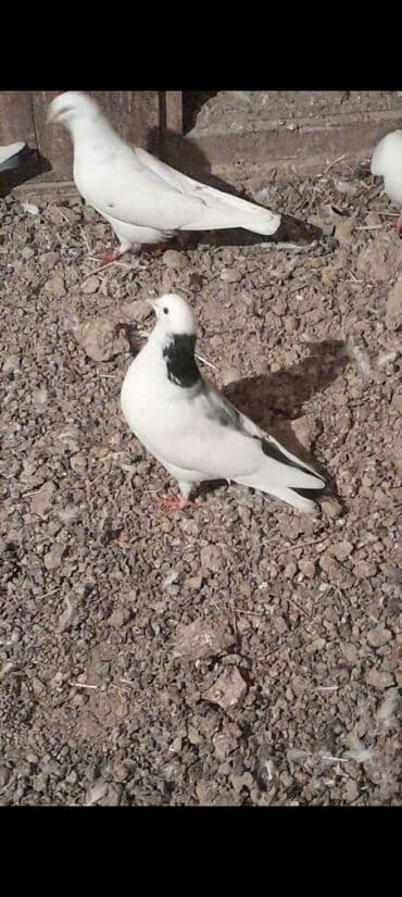 корм для собак: Goy weyka erkek ag 12 tuk maya cutu 20 Azn unvan Qaradag — 2