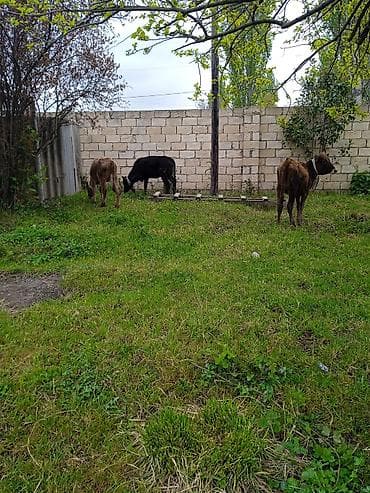 pitbull satışı: Satılır: 3 baş buzov dişi saxlanmalı vatsapda vidyo ata bilerem tecili — 2