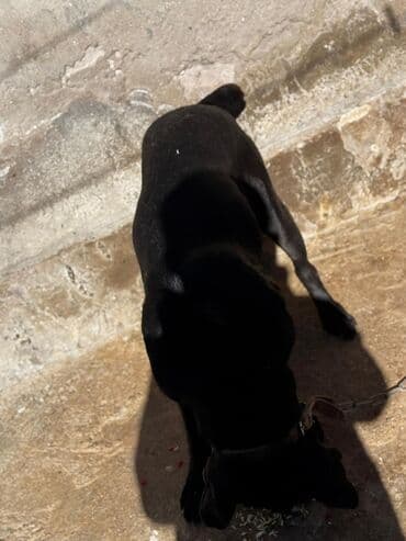 it sortları: Kane-Korso, 2 il, Dişi, Peyvəndli, Pulsuz çatdırılma — 3