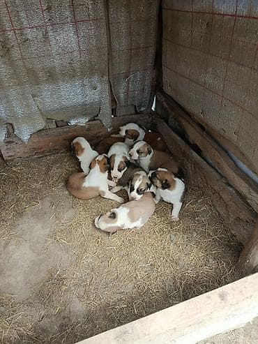 ev heyvanları satışı: Alabay, 1 ay — 2