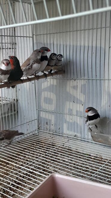 xarı bülbül döş nişanı: Amadin brilyant.cutu 350 man — 4