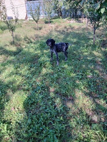 сколько стоит собака бу: Курцхаар, 7 месяцев, Самка, С прививками, Самовывоз, Платная доставка — 4