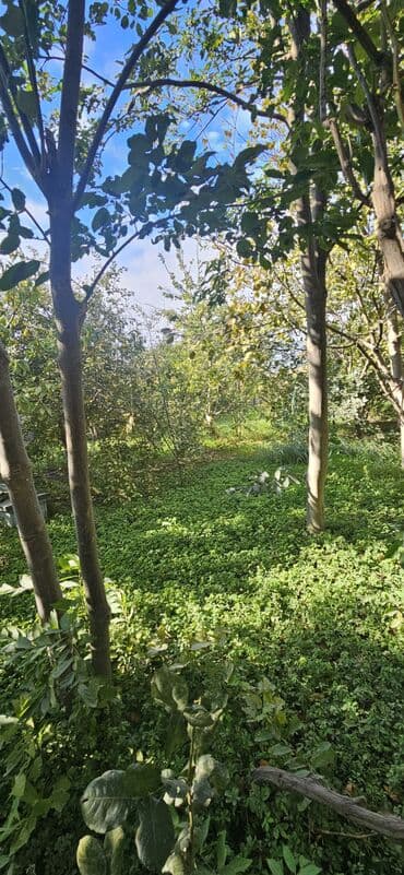 аренда продажа земельных участков: 48 sot, Kənd təsərrüfatı, Kupça (Çıxarış) — 18