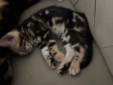 взять бесплатно котёнка: Бенгальская — 3