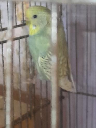 amadin qusu: Cut satilir ataspenqel ana renbow cutu 20 manat 10 ayliq quslardi — 4