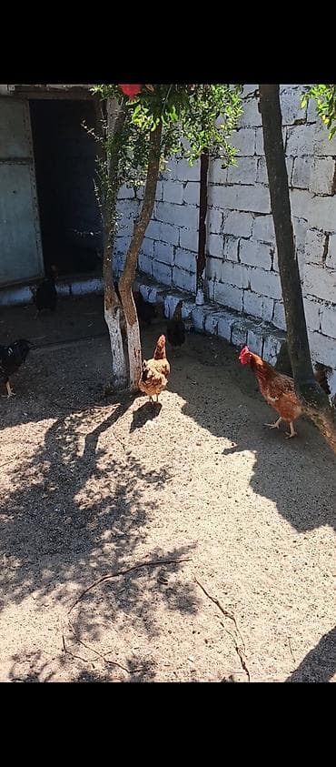 K/t heyvanları və malları: Yumurtlayan Kend Toyugları Hamısı Toyuğ altınan Cıxıb 10 eded Toyug — 2