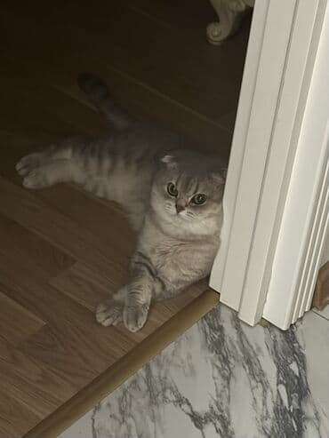 cütleşdirilir: Şinşilla, Erkək, Cütləşmə üçün — 4