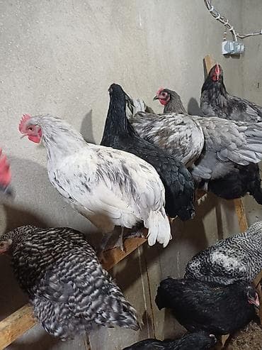 Avstrolorp ve amarok(xarkov) xoruzlari ve mehdud sayda fereler Məhsul