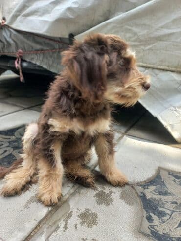 şirin it sekilleri: 2 ay, Erkek, Ünvandan götürmə — 4